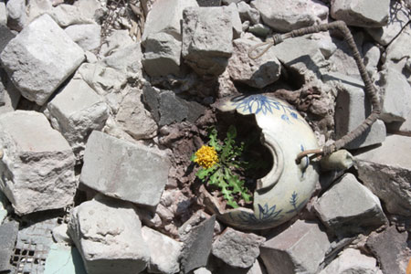 Broken teapot in rubble with dandelion growing out of it