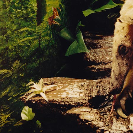 Close-up of tamandua diorama, with mural in background showing jaguar