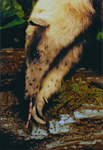 Tamandua rainforest diorama close-up with attacking ants