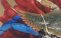 Blue crab thumbnail image