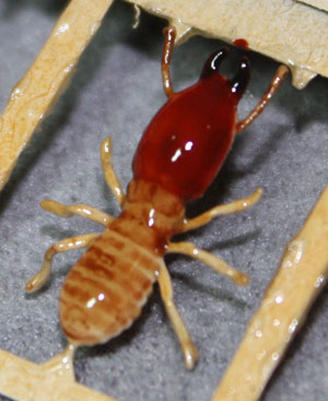 termite soldier model