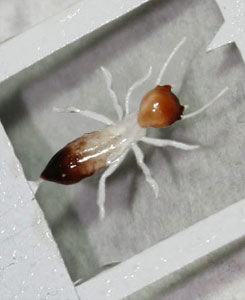 termite worker model