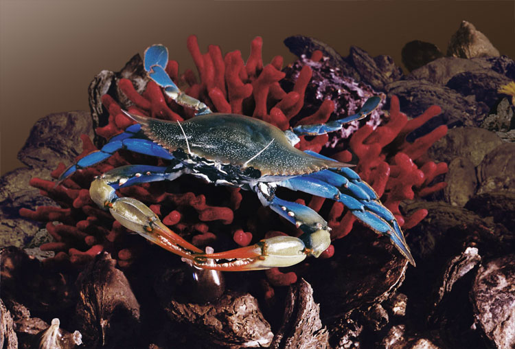 5th NY Zouave knocked backward, 1/32 scale