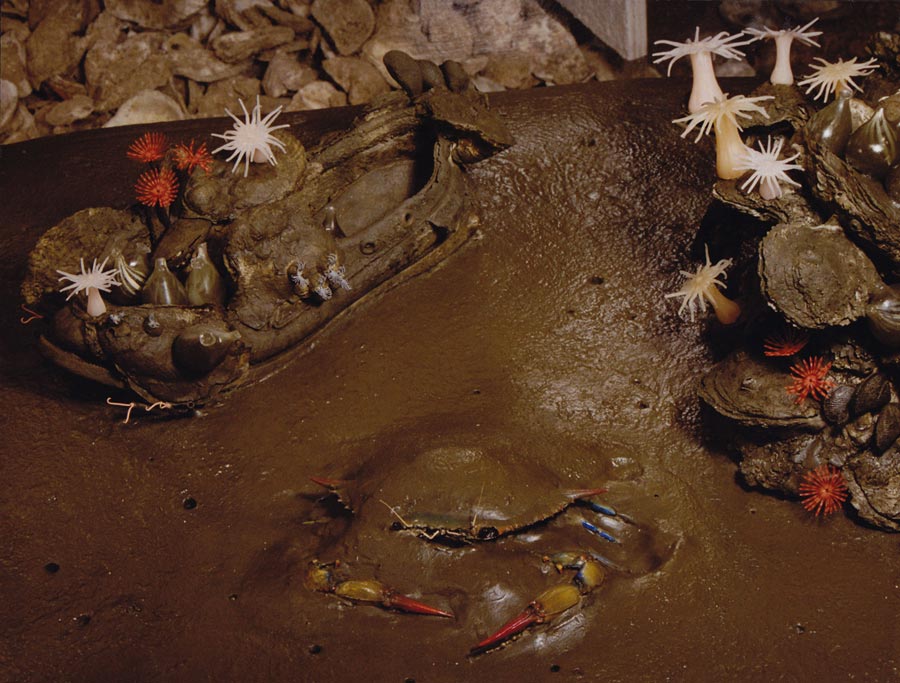 Partially buried Blue crab, waiting to ambush prey