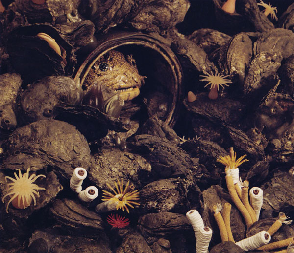 Oyster toad fish in old paintcan, surrounded by teaming bay life