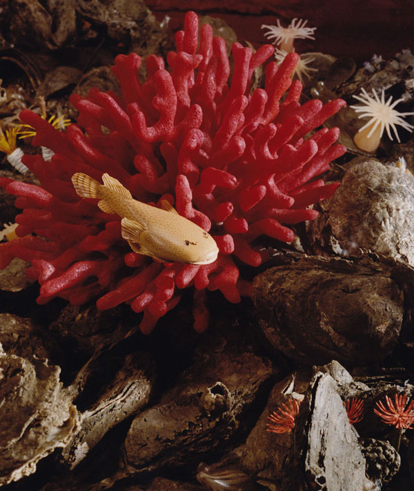 Skillet fish swimming by red beard sponge