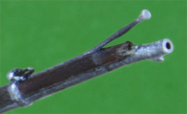 Shattered Springfield rifle muzzle 1/32 scale